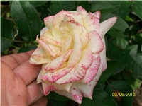 c2d67e2f-Picture 593.jpg